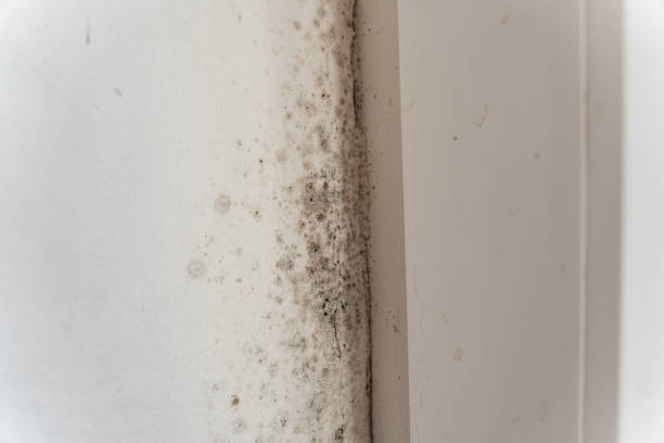 Best Forensic Mold Investigation  in Sacaton, AZ