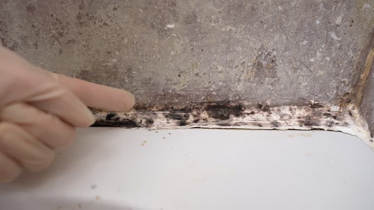 Best Mold Odor Removal Services  in Sacaton, AZ