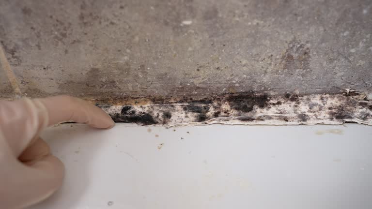 Best Air Quality Testing for Mold Spores  in Sacaton, AZ
